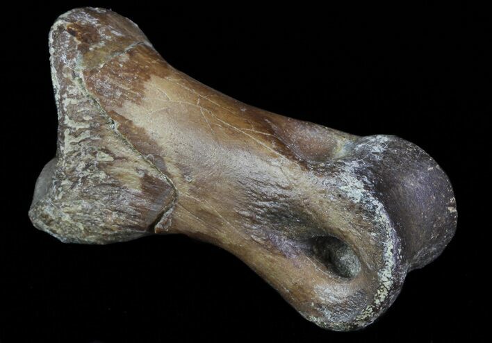 Struthiomimus Toe Bone - Montana #66422